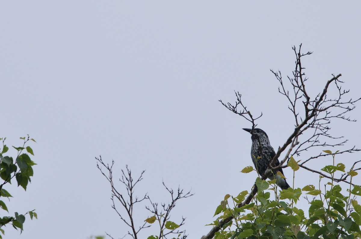 Northern Nutcracker - ML638936965