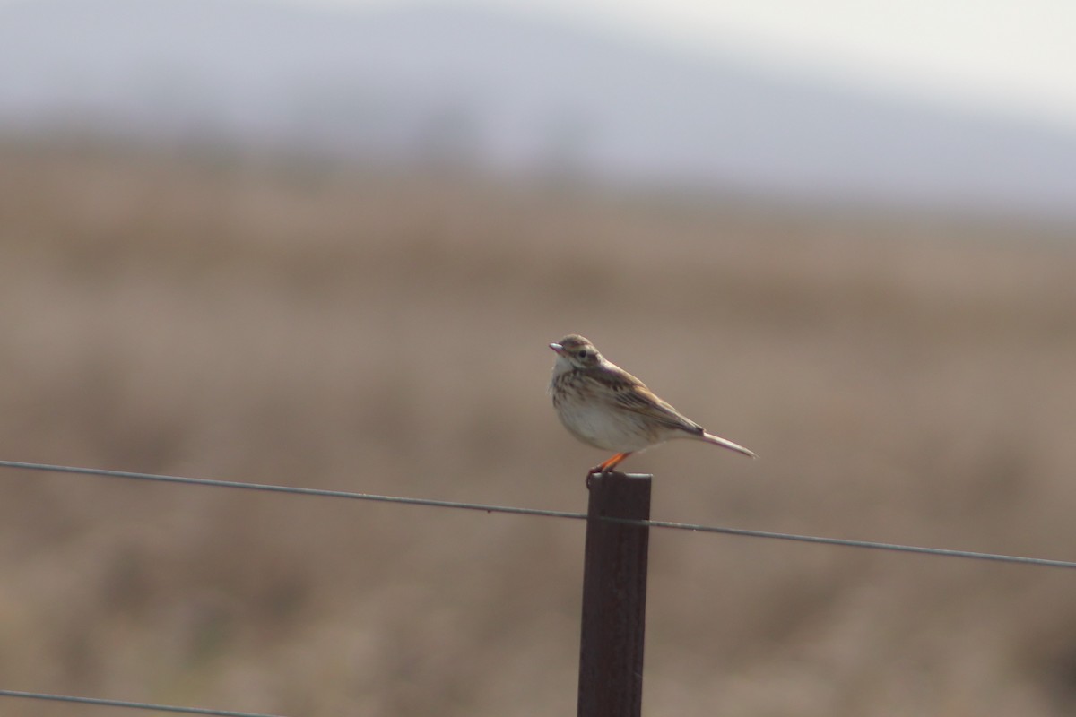 Australian Pipit - ML638936969