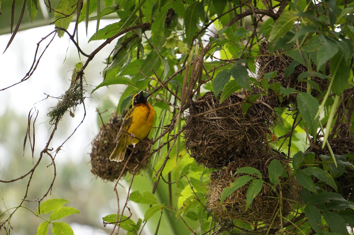 Speke's Weaver - ML638936991