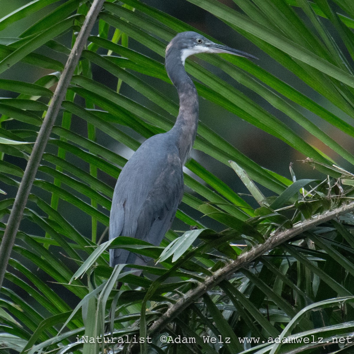 strandhegre - ML638937029