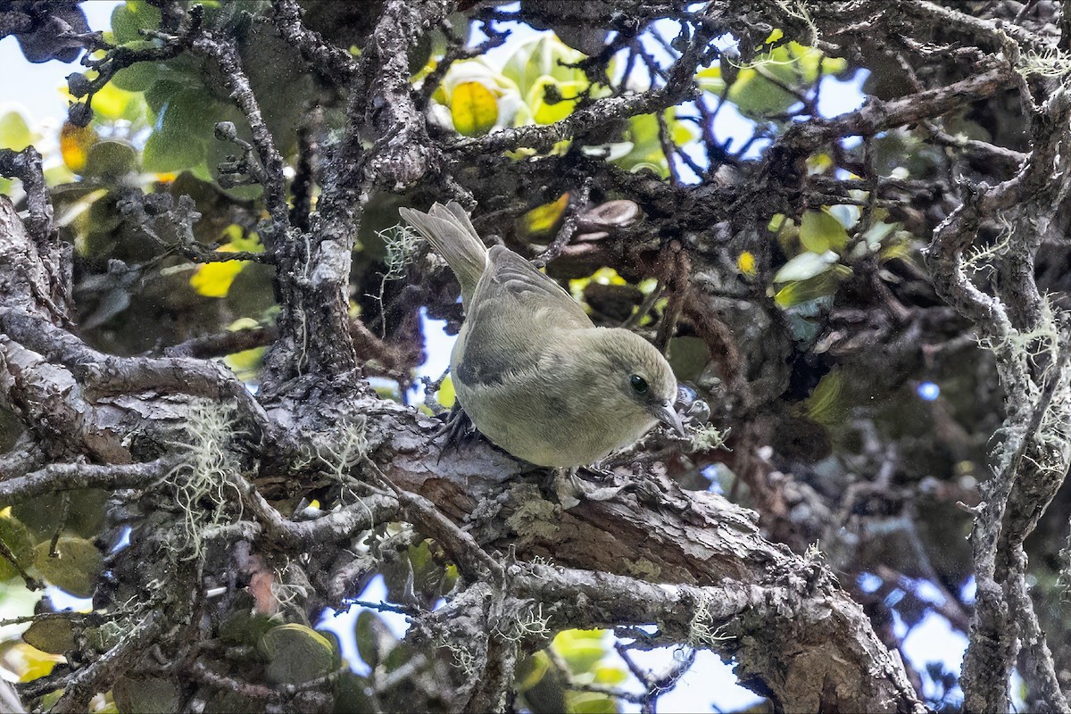 Hawaii Creeper - ML638937042