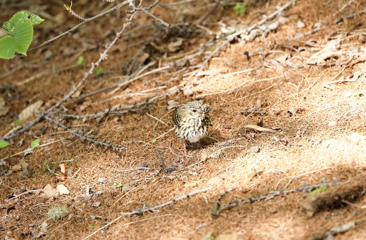 樹鷚 - ML638937050