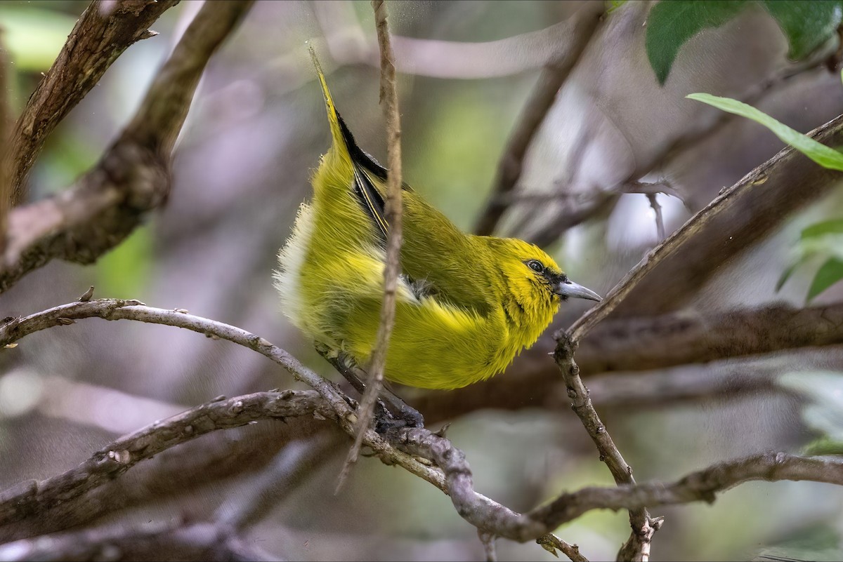 Hawaii Amakihi (Hawaii) - ML638937057