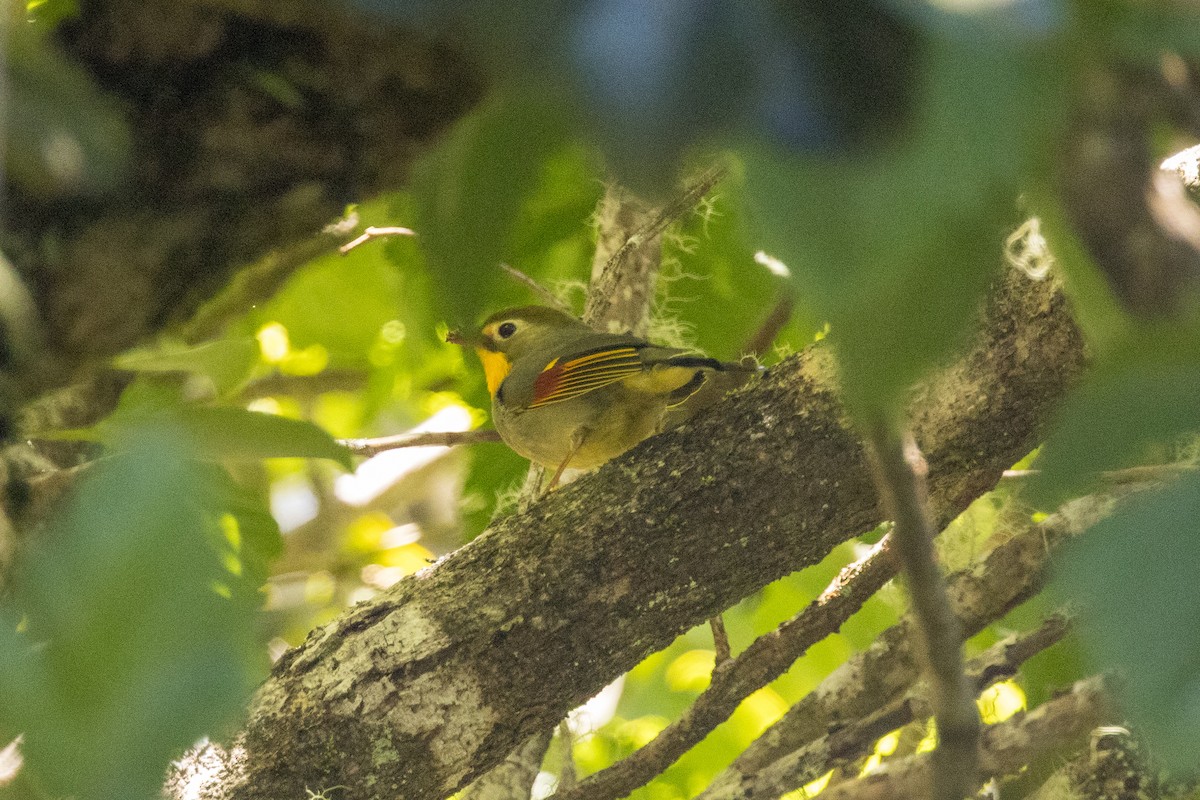Red-billed Leiothrix - ML638937061