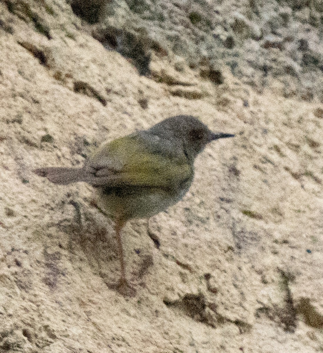 Green-backed Camaroptera - ML638937091