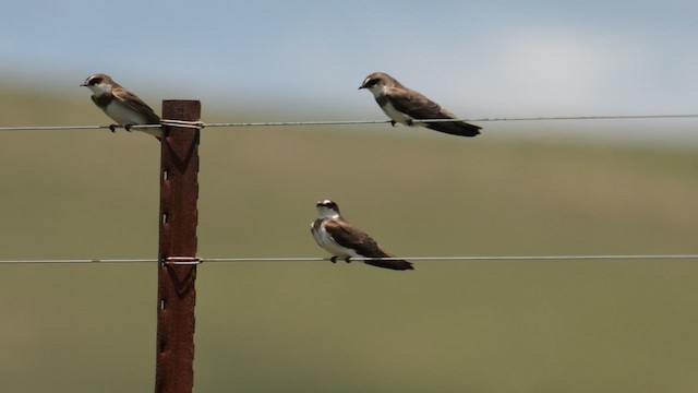 Banded Martin - ML638937098