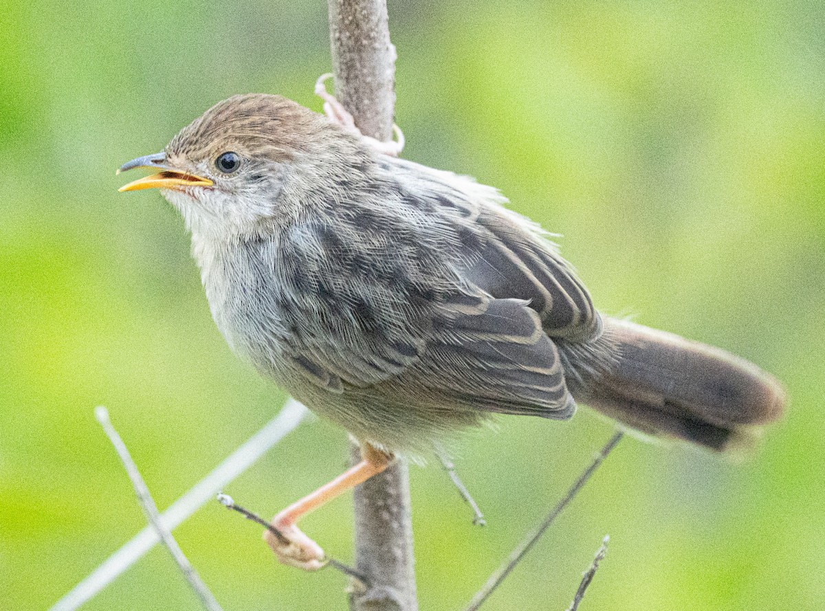 Hunter Yelpazekuyruğu - ML638937103
