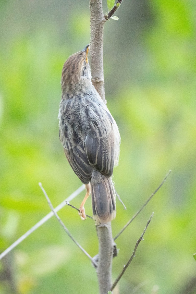 Hunter Yelpazekuyruğu - ML638937105