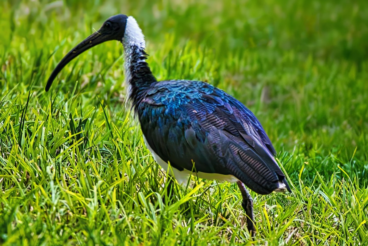 Ibis d'Australie - ML638937109
