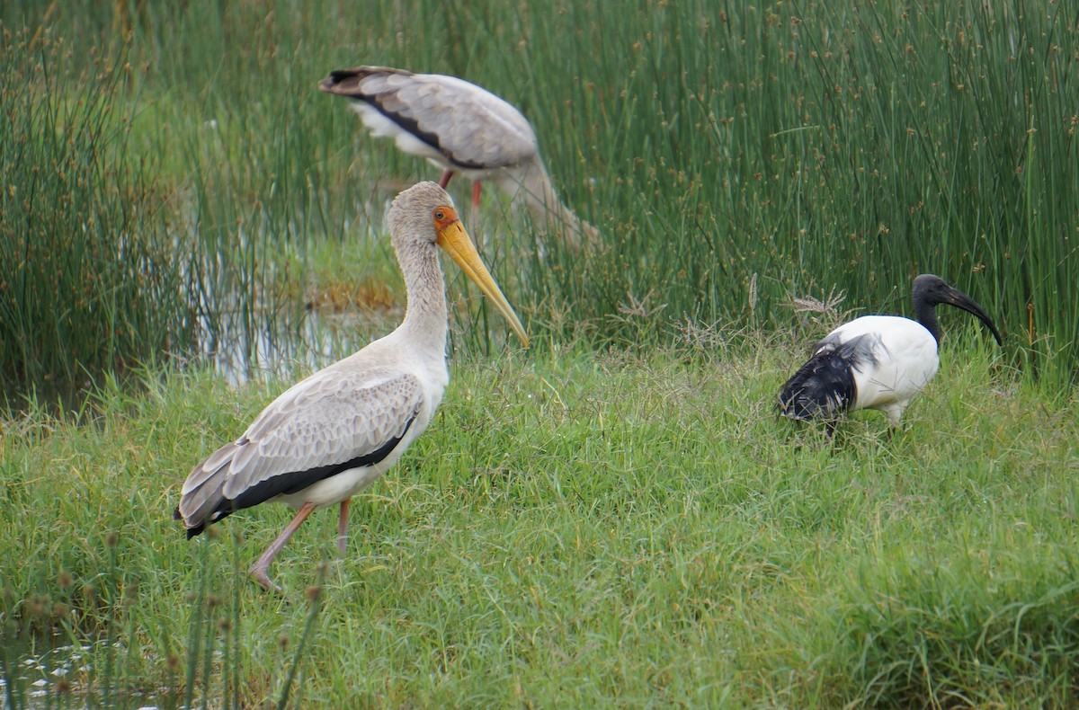 Yellow-billed Stork - ML638937115