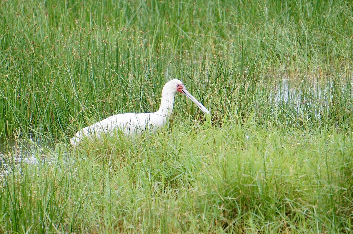 African Spoonbill - ML638937116