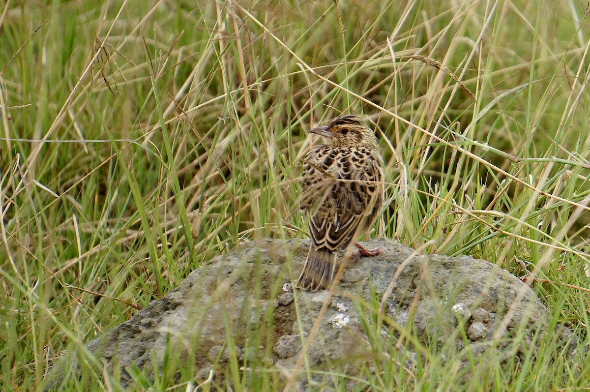 Sentinel Lark - ML638937119