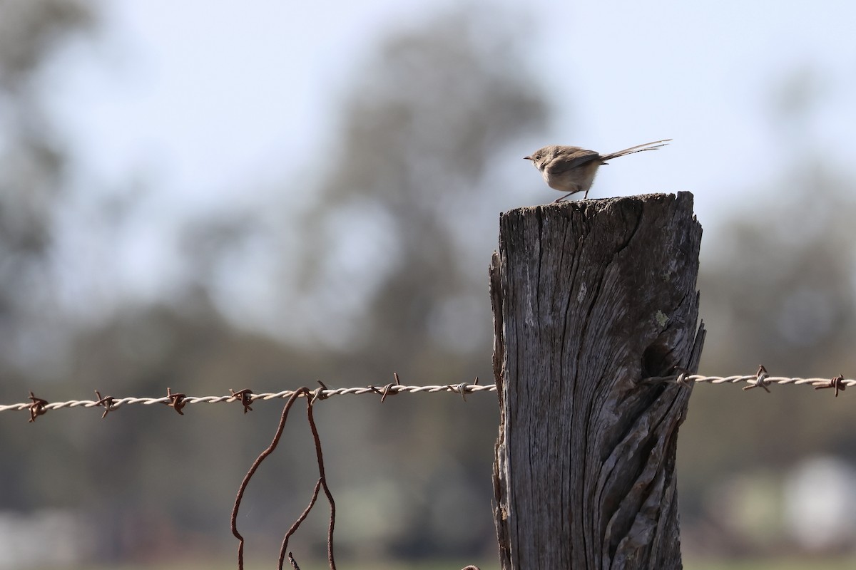 White-winged Fairywren - ML638937140