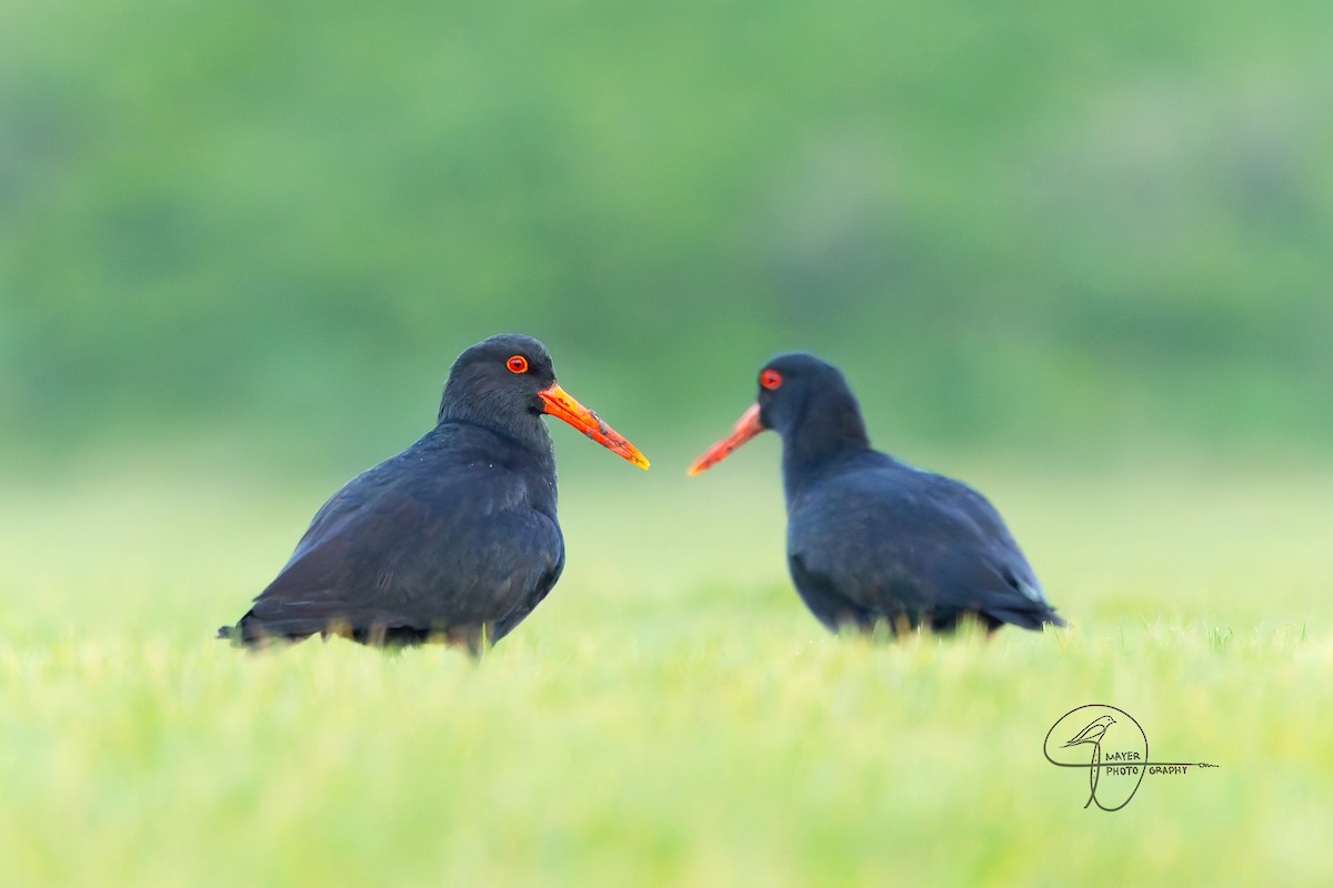 Variable Oystercatcher - ML638937148