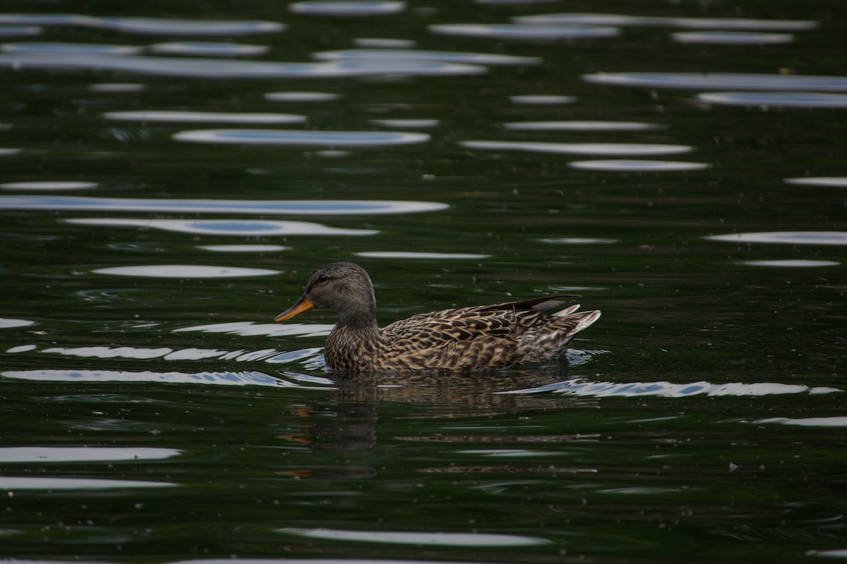 Gadwall - ML638937172