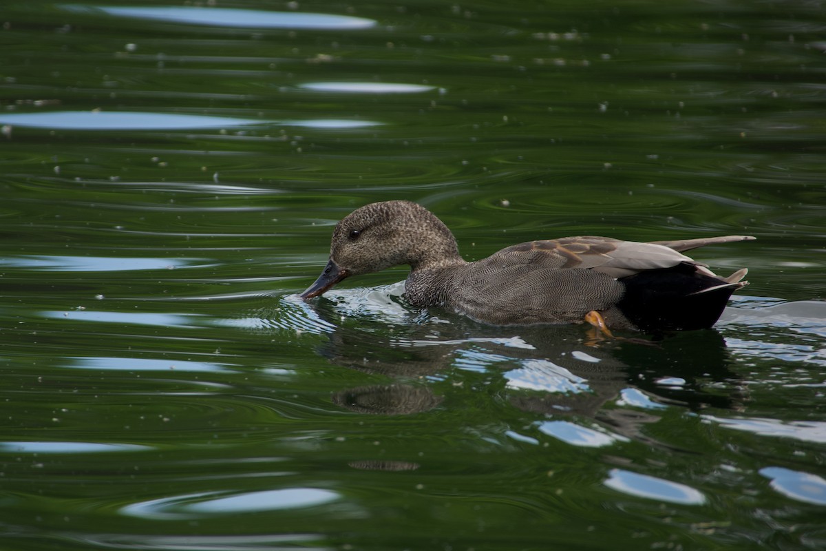 Gadwall - ML638937173