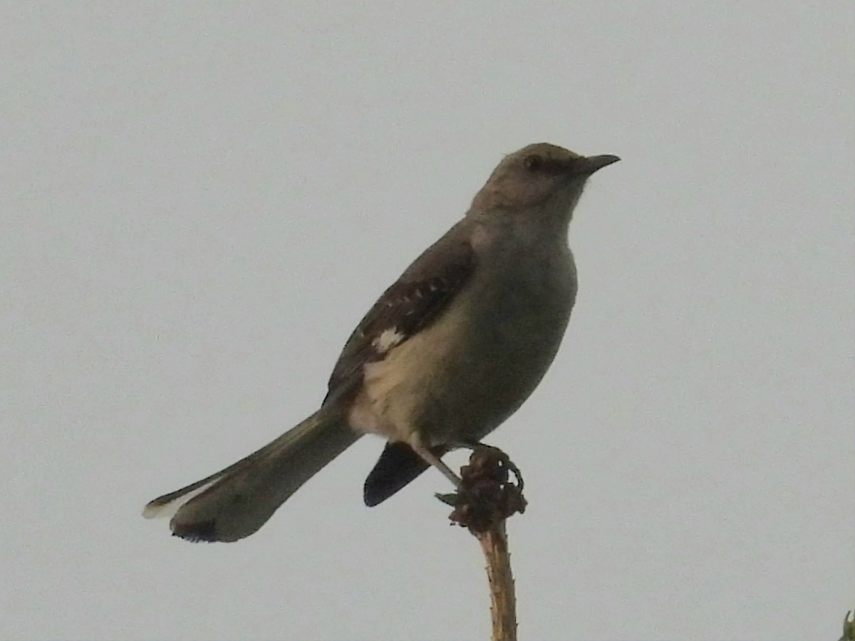 Northern Mockingbird - ML638937186
