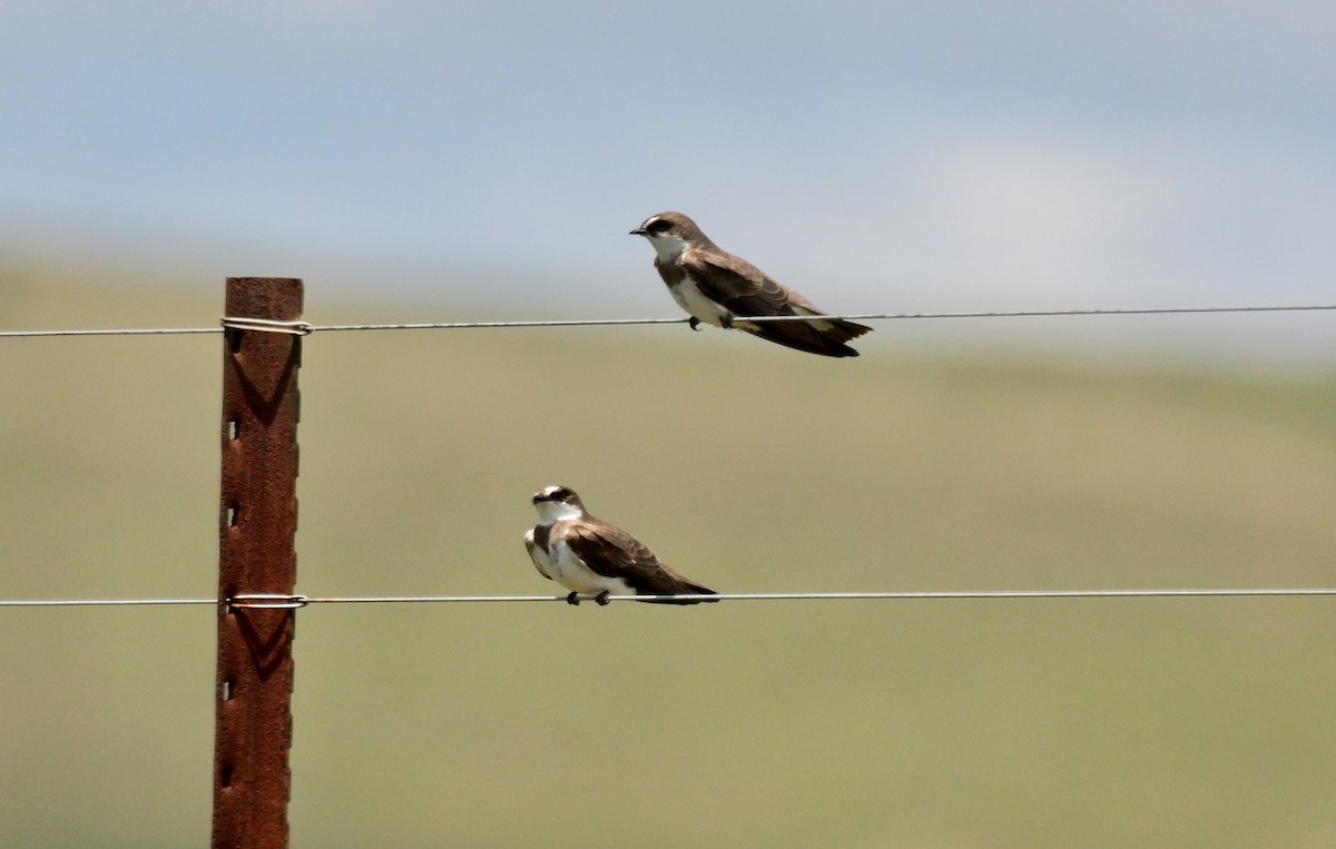Banded Martin - ML638937200