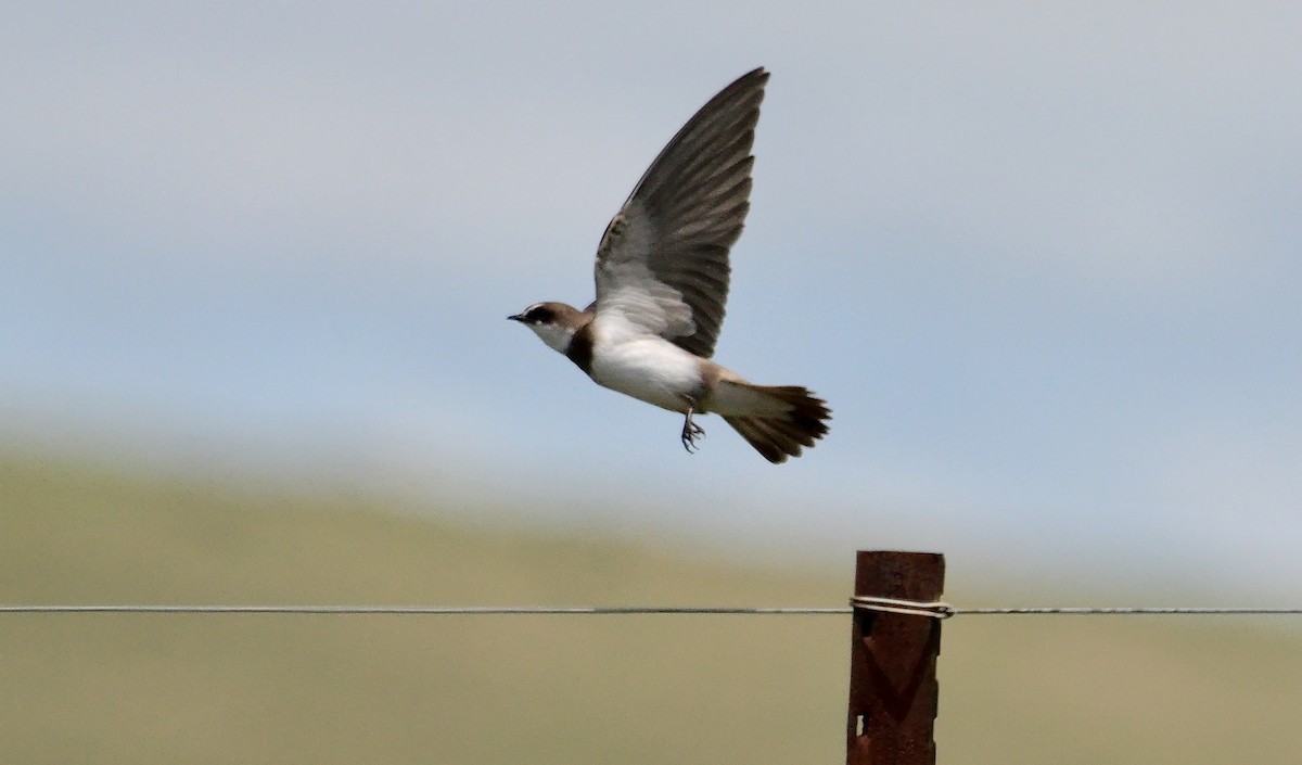 Banded Martin - ML638937201