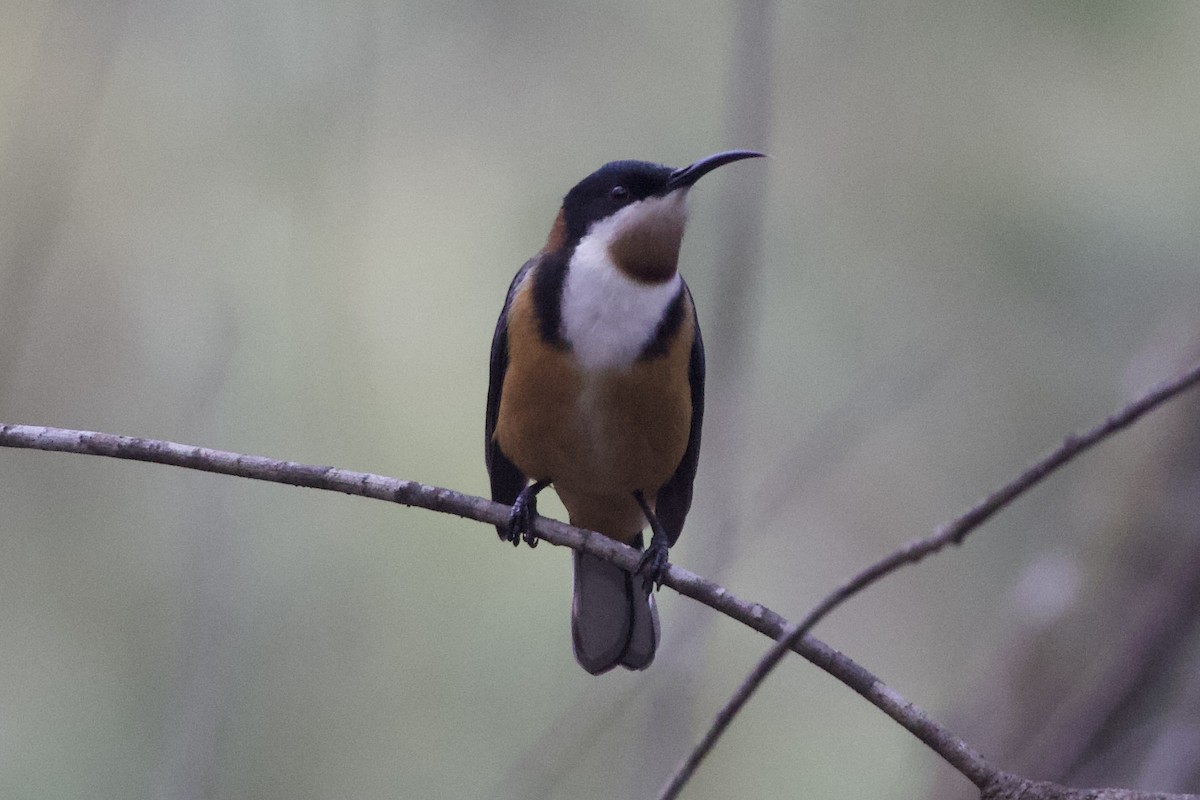 Eastern Spinebill - ML638937205
