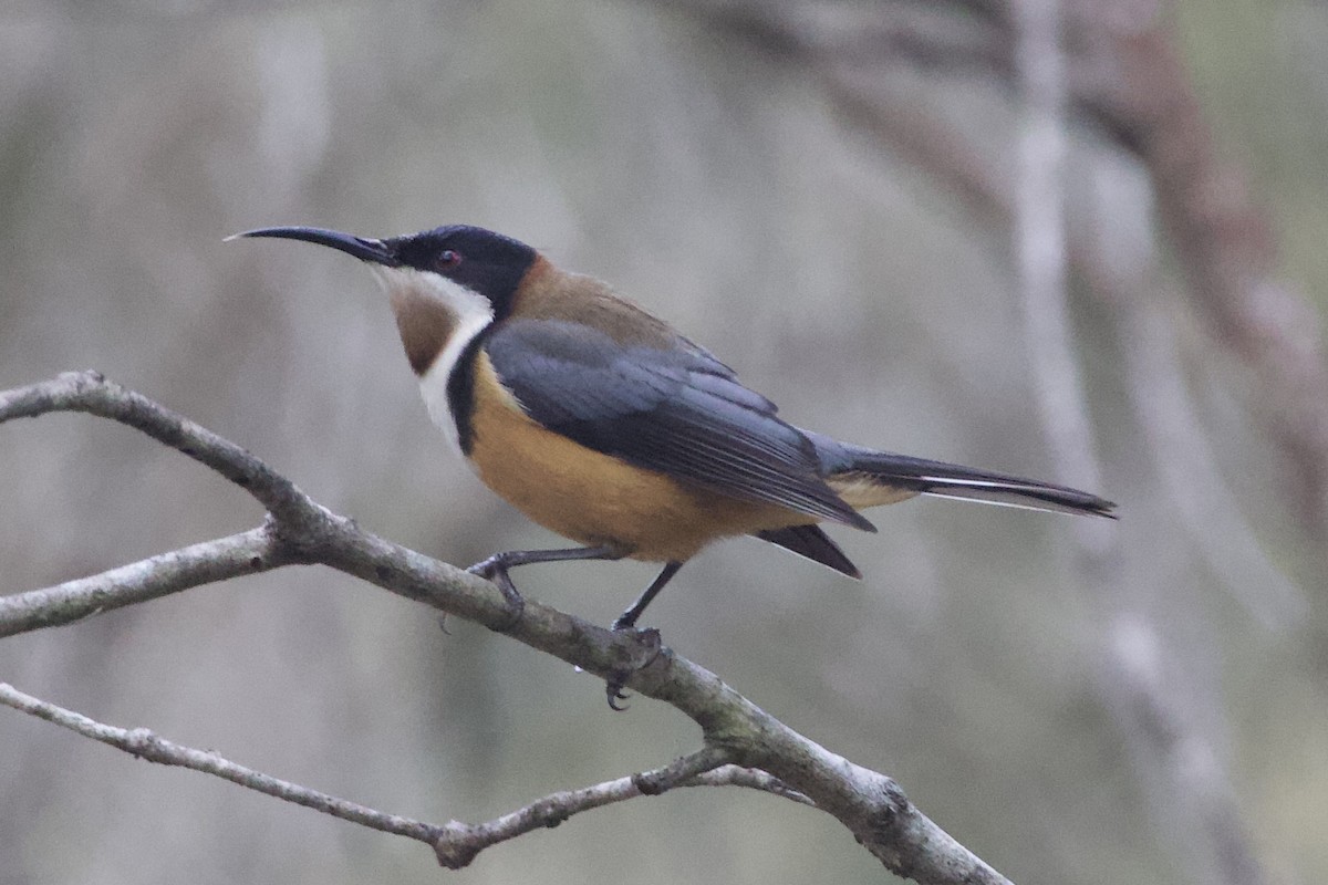 Eastern Spinebill - ML638937206