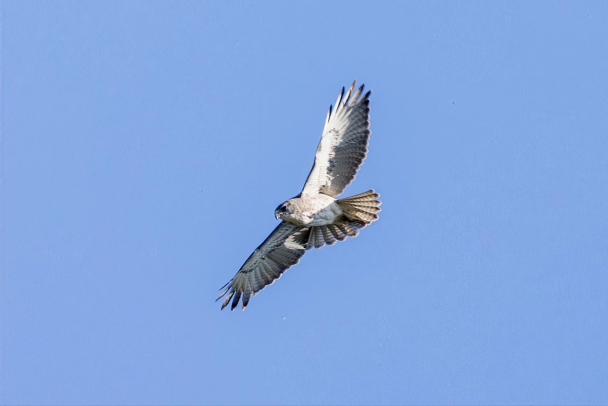 Hawaiian Hawk - ML638937213