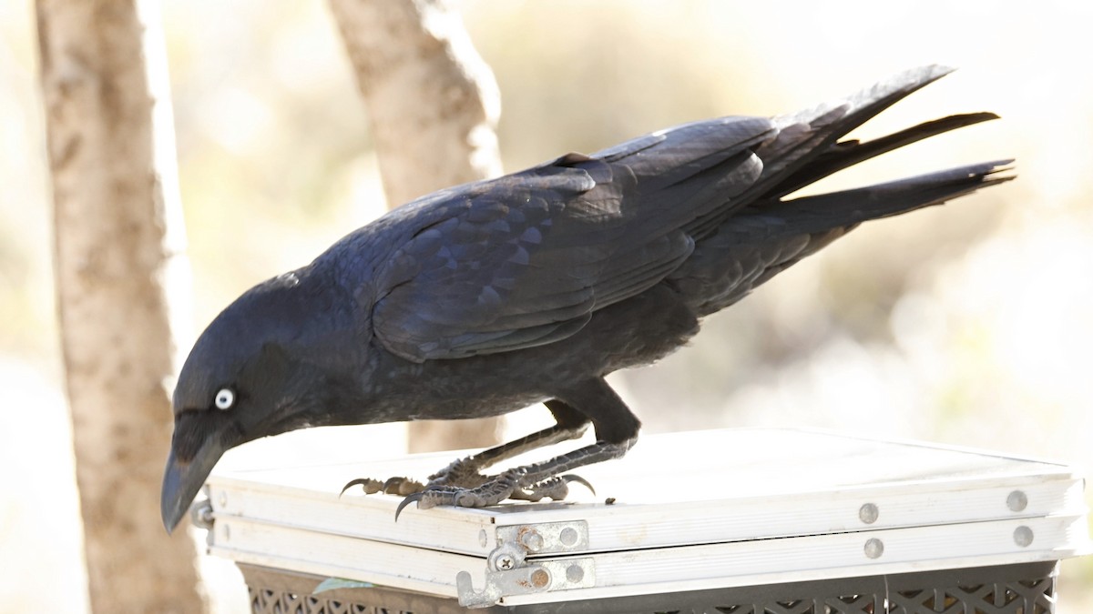 Torresian Crow - ML638937269