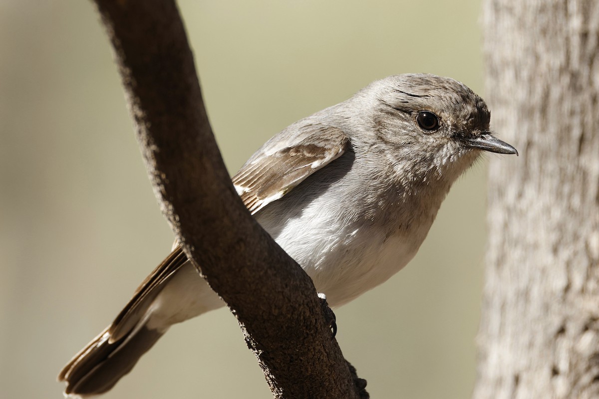Hooded Robin - ML638937277