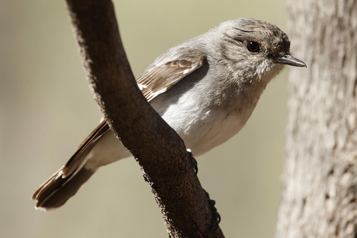 Hooded Robin - ML638937284