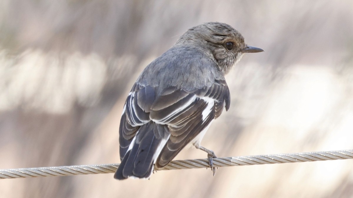 Hooded Robin - ML638937285
