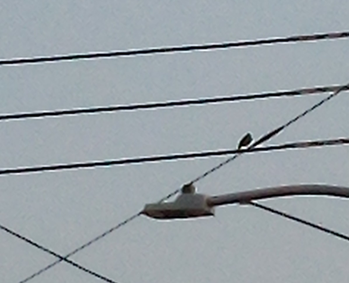 European Starling - ML638937360