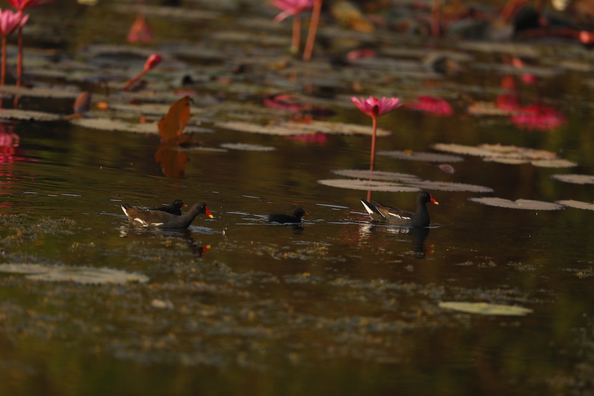 Eurasian Moorhen - ML638937375