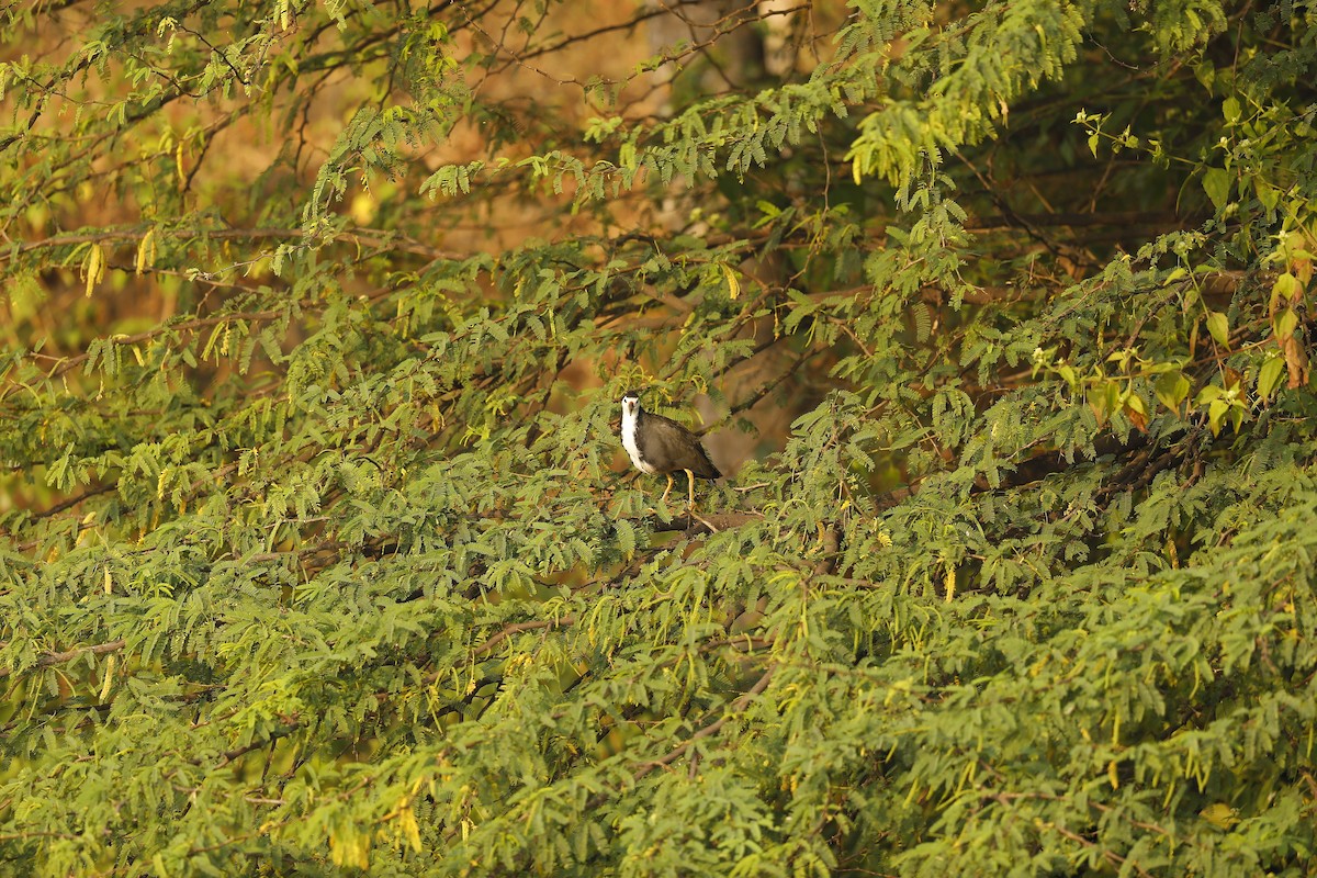 White-breasted Waterhen - ML638937403