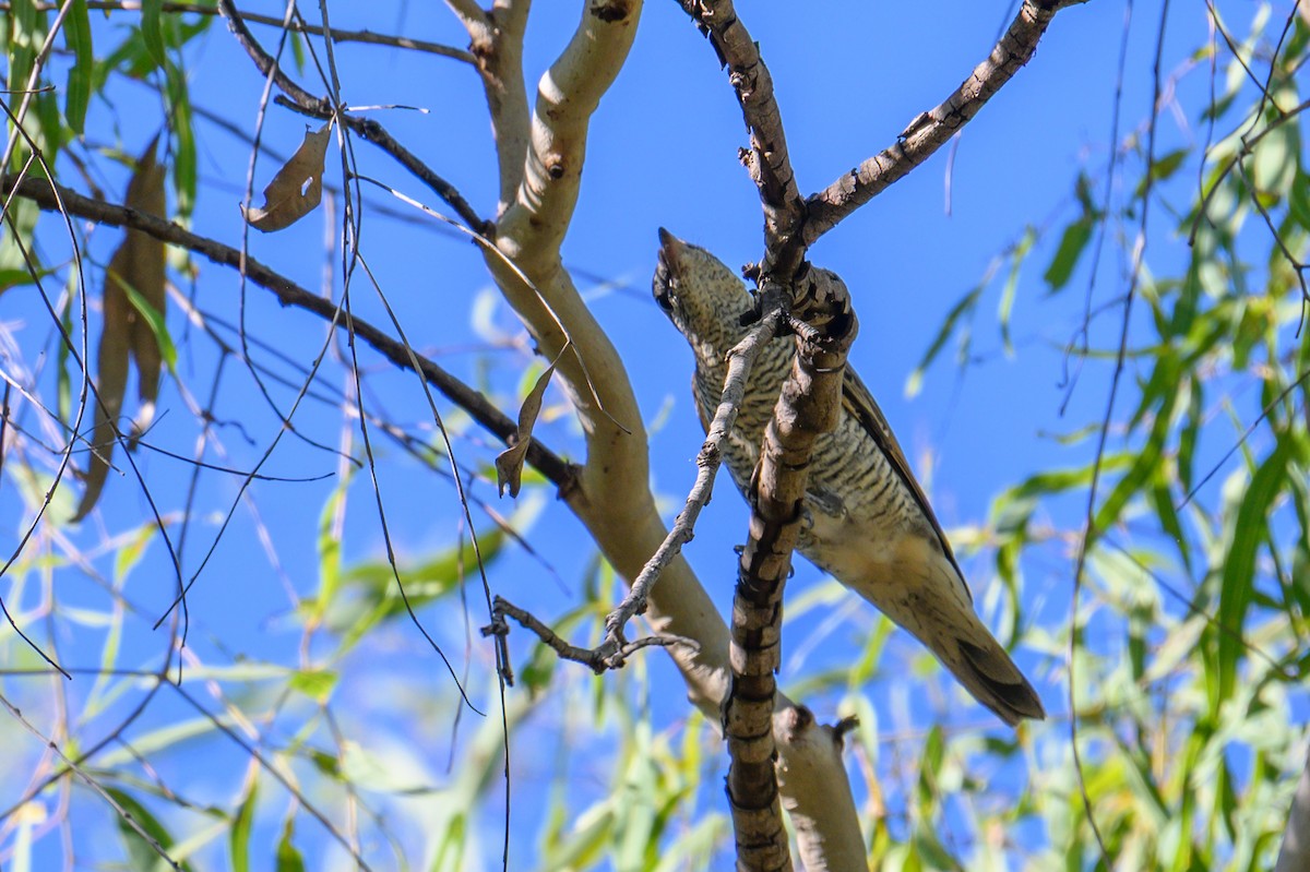 Sahul Cicadabird - ML638937426