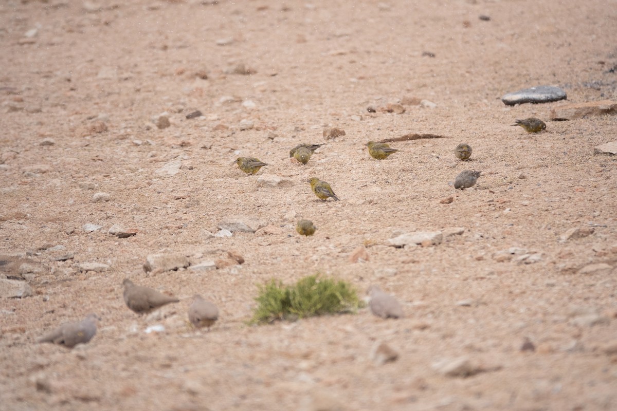 Greenish Yellow-Finch - ML638937427