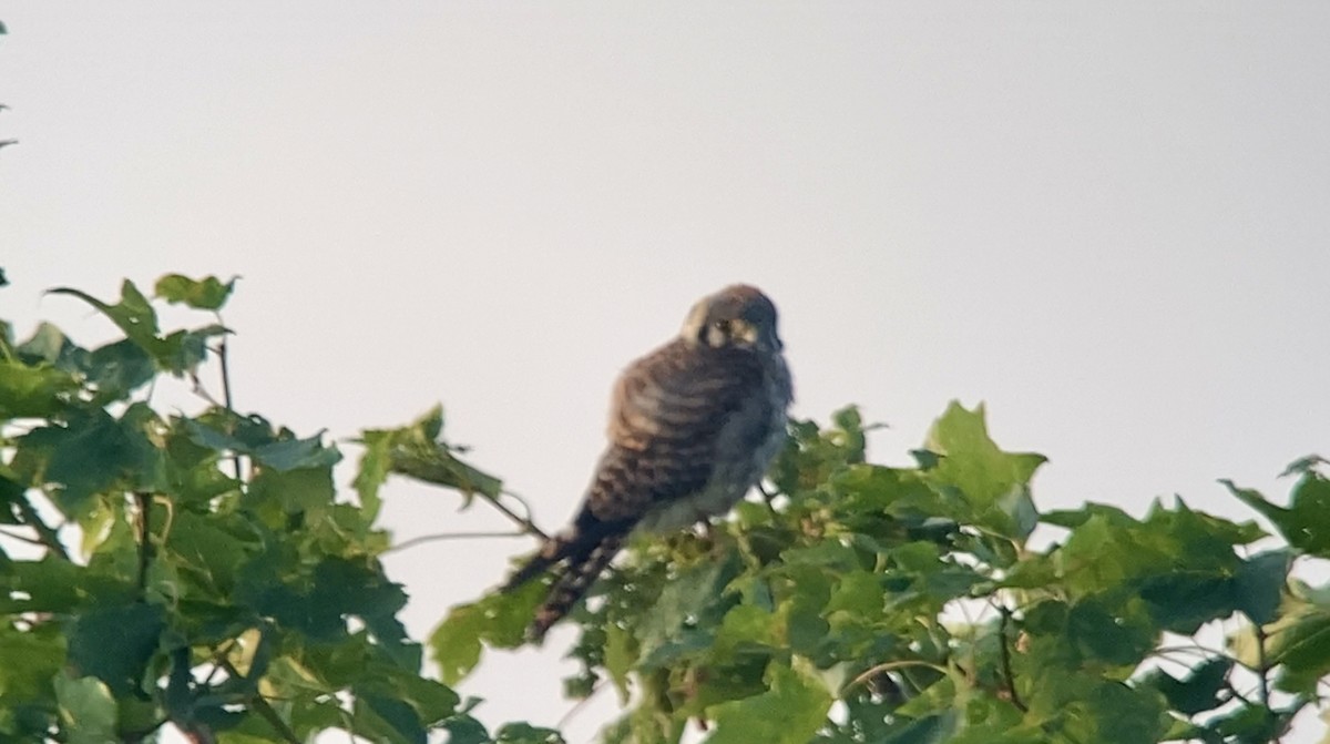 American Kestrel - ML638937430