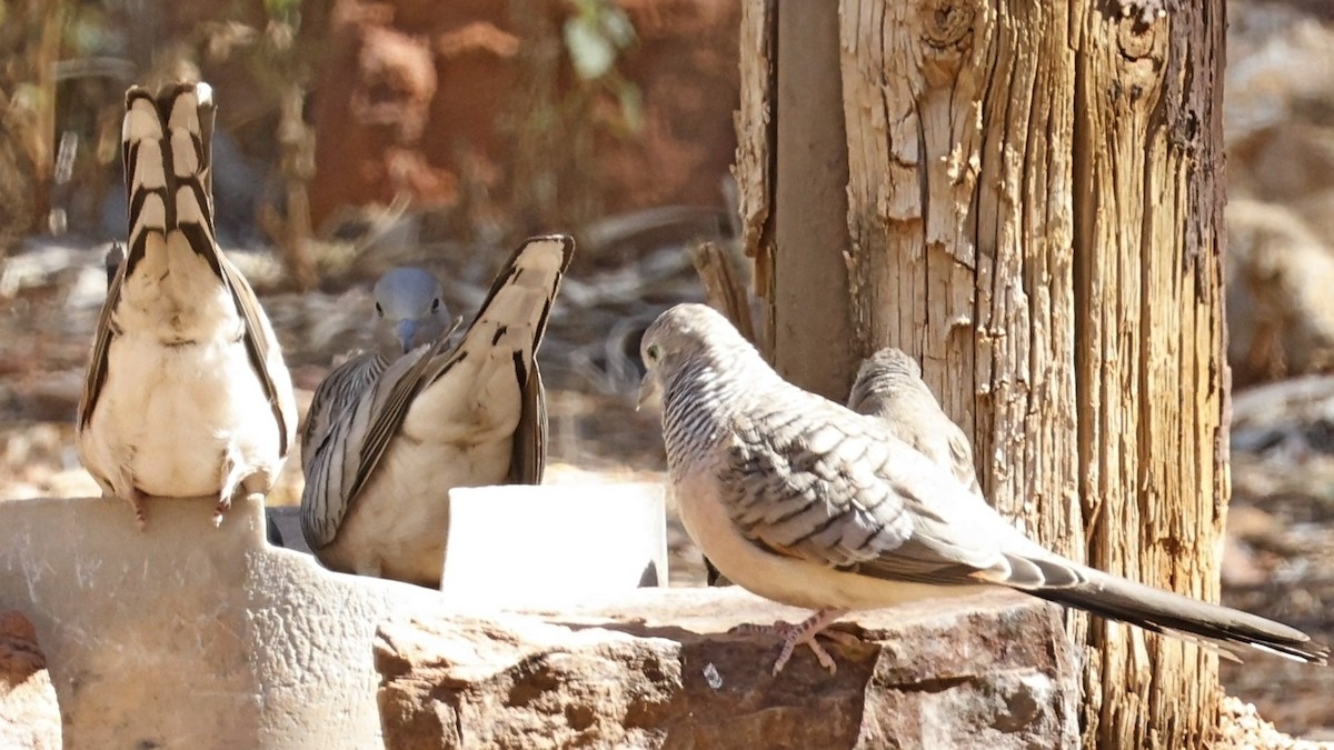Peaceful Dove - ML638937439