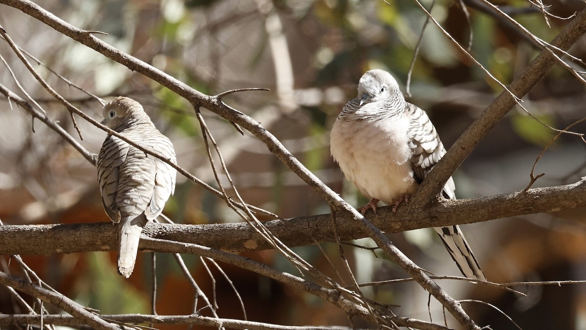 Peaceful Dove - ML638937451