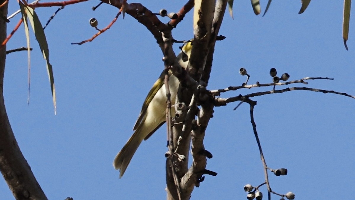 White-plumed Honeyeater - ML638937466