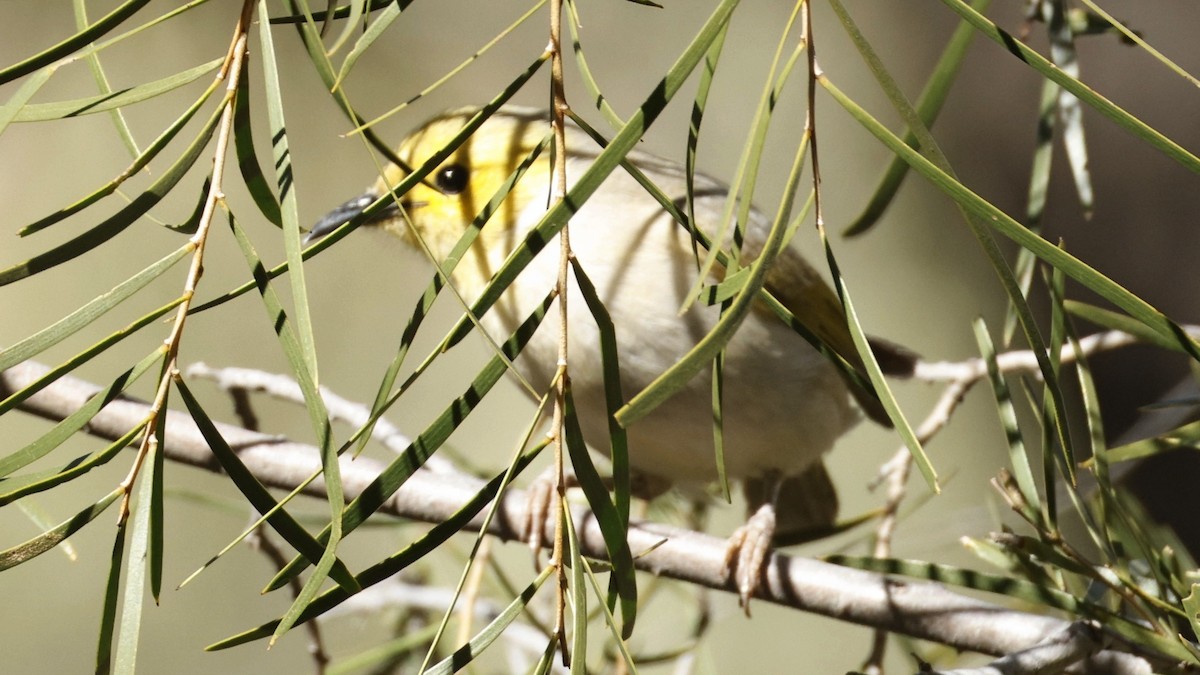White-plumed Honeyeater - ML638937469