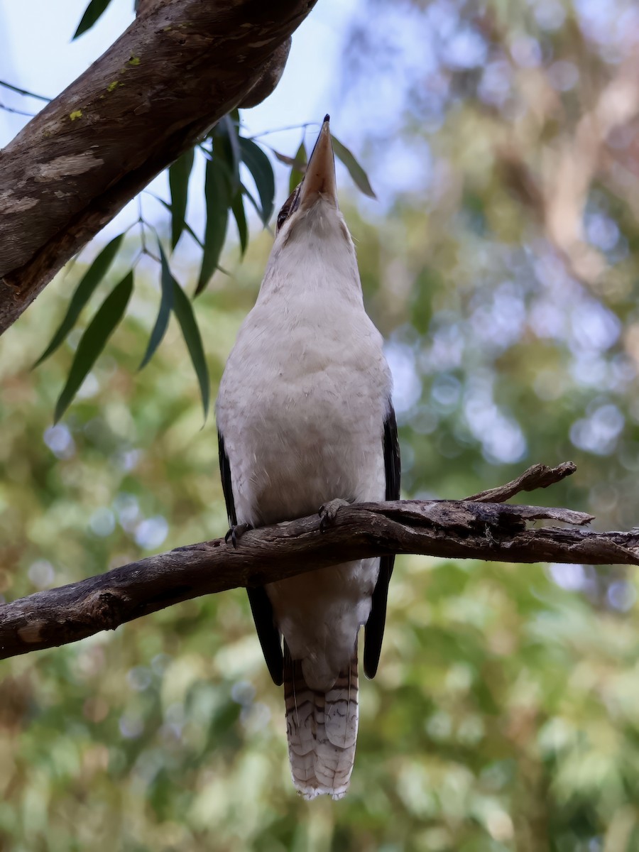 Laughing Kookaburra - ML638937475