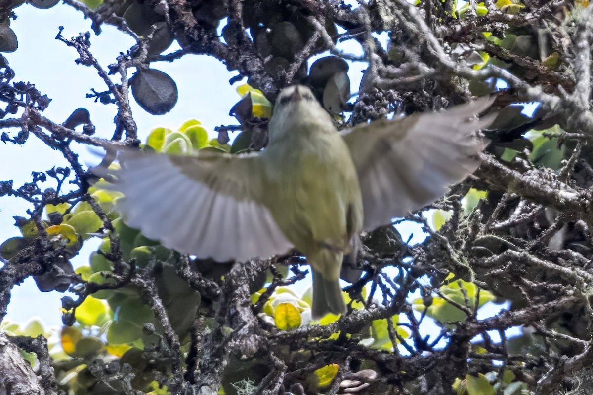 Hawaii Creeper - ML638937479