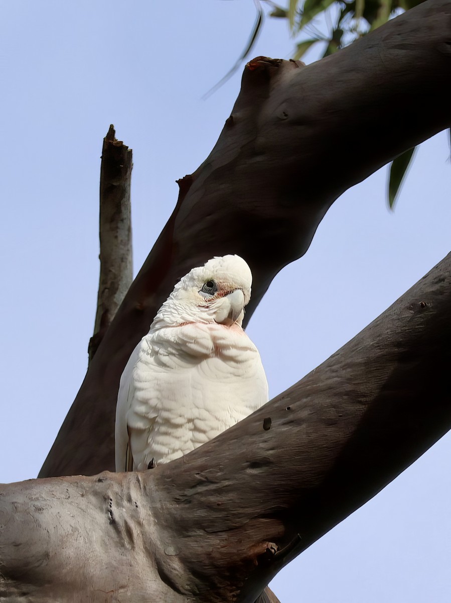 Little x Long-billed Corella (hybrid) - ML638937487