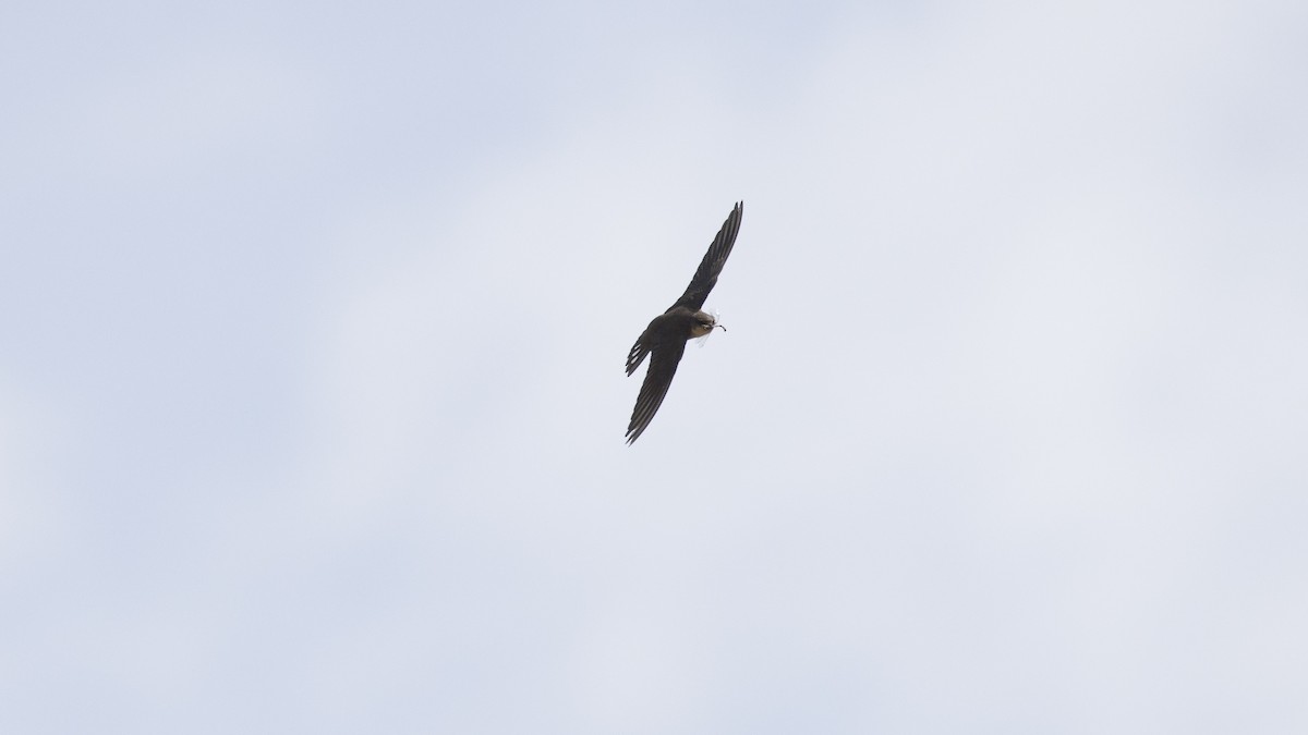 Red-throated Crag-Martin - ML638937491