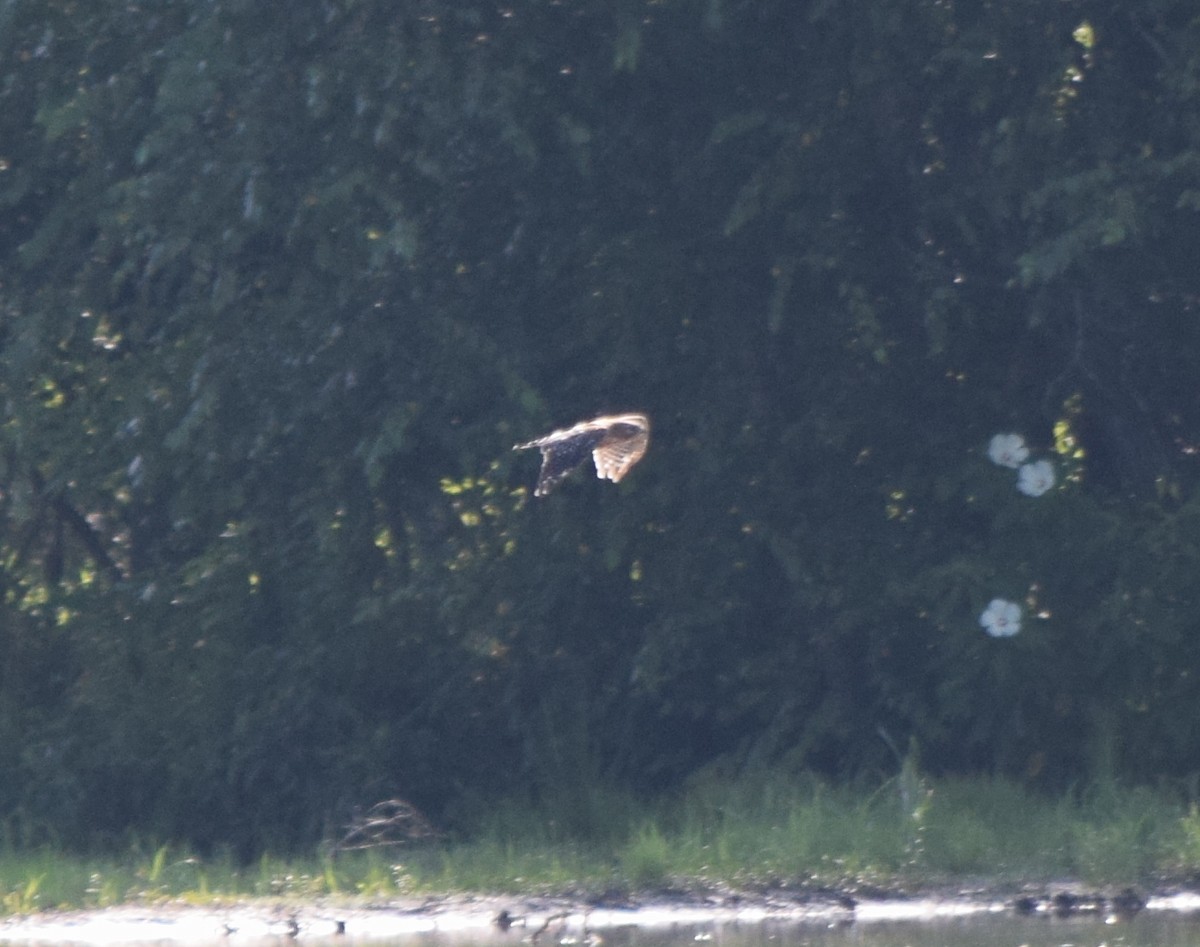 Red-shouldered Hawk - ML638937506