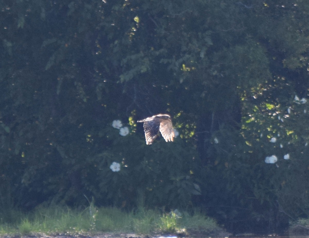 Red-shouldered Hawk - ML638937507