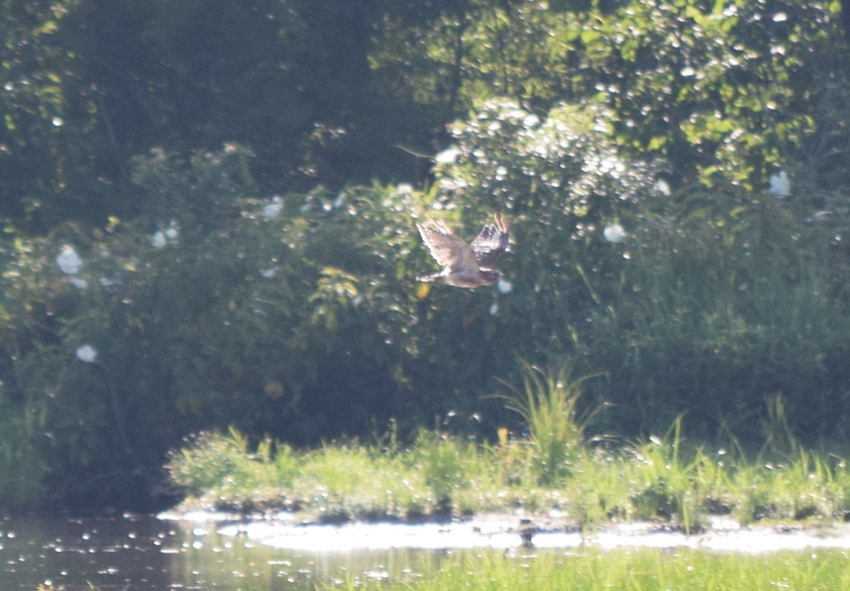 Red-shouldered Hawk - ML638937515