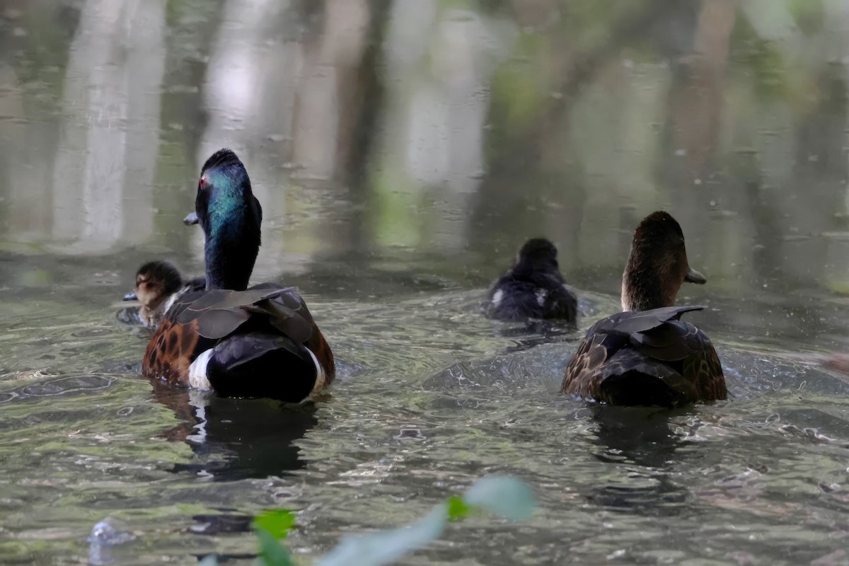 Chestnut Teal - ML638937518