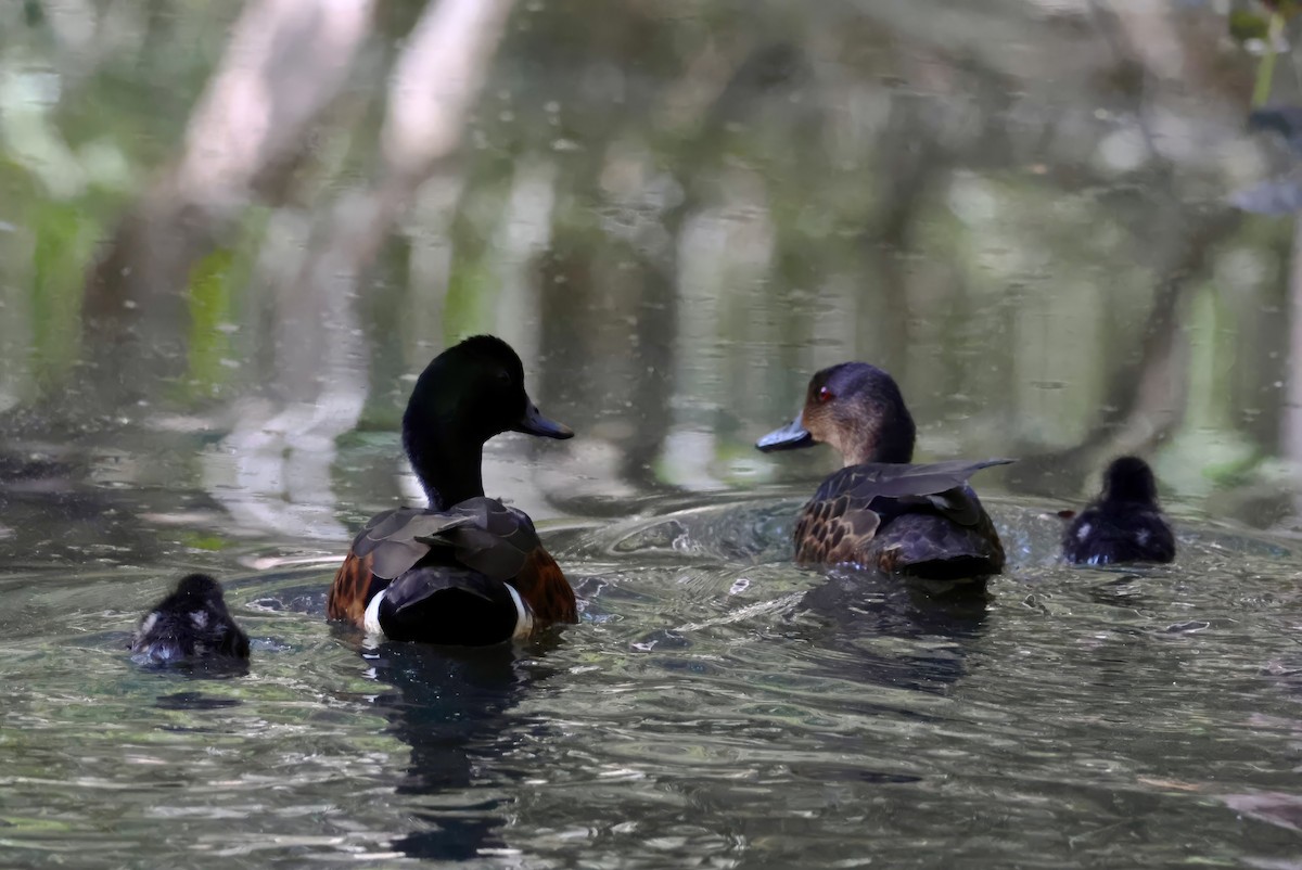Chestnut Teal - ML638937519