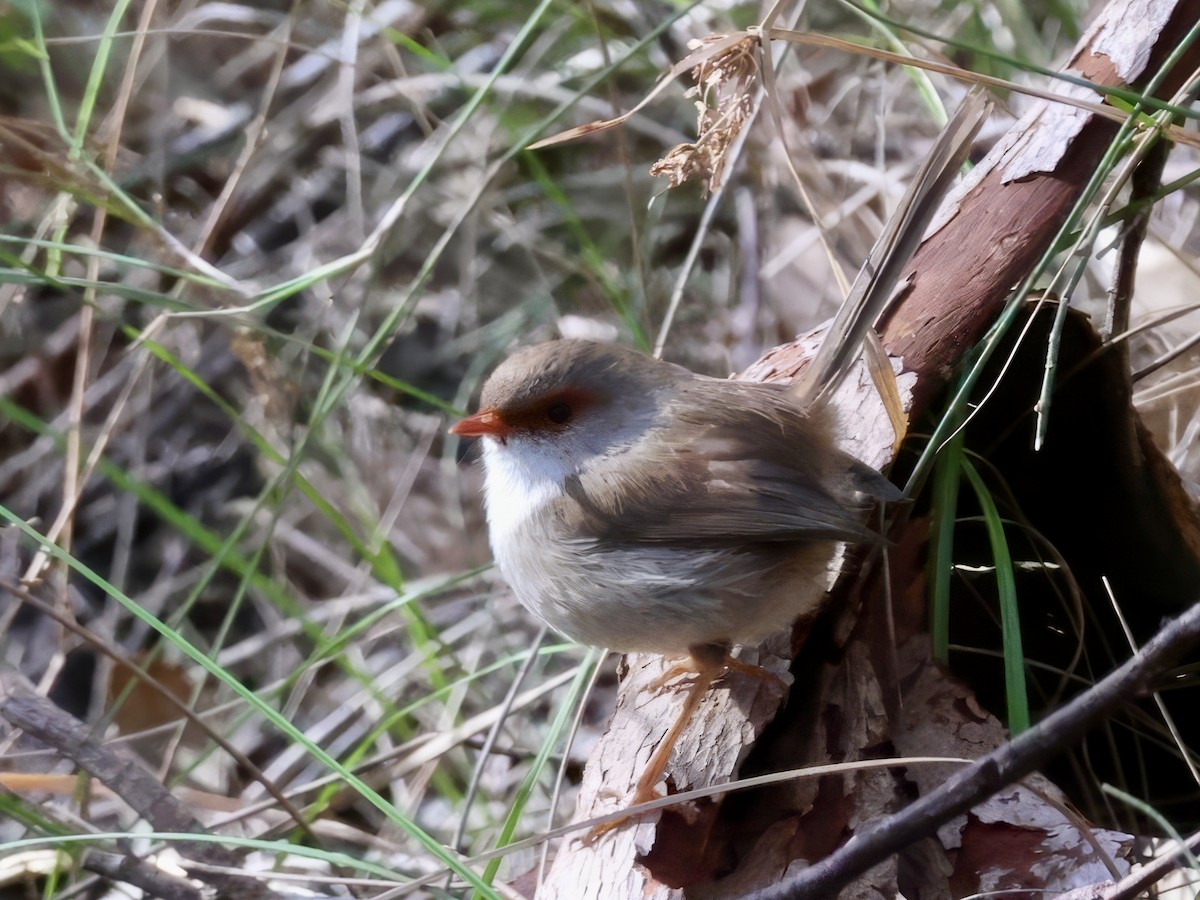 Superb Fairywren - ML638937524